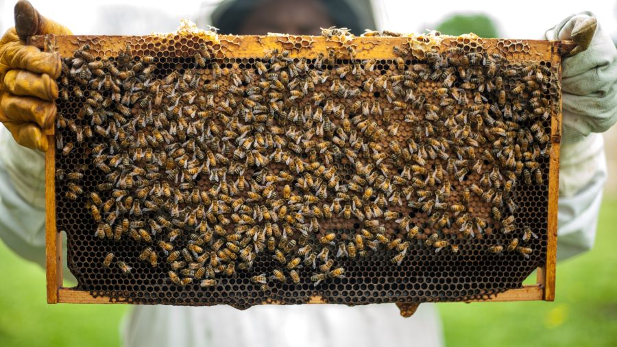 Person holding honeybomb with honeybee 1406954